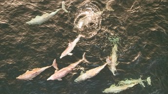 dolphins manasquan