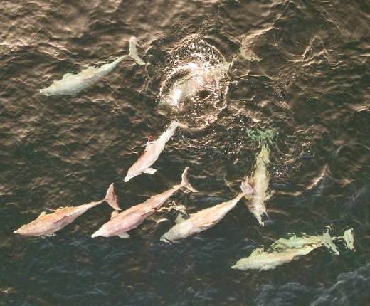 New Data Products Show that Marine Mammal Stocks in North Atlantic Are Highly Vulnerable to Climate Change