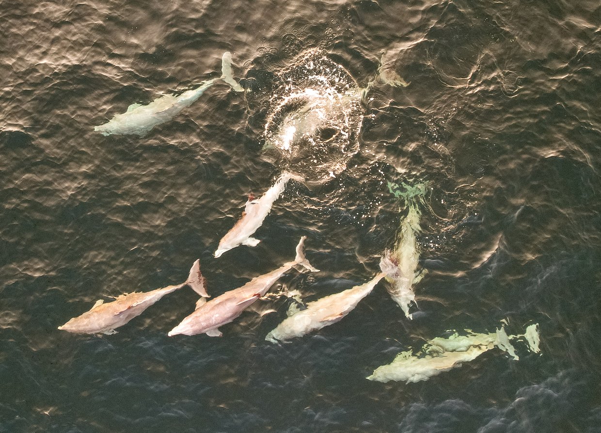 dolphins manasquan