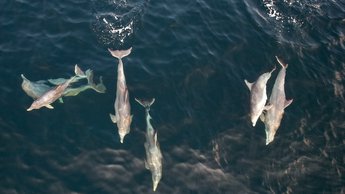 dolphin pod