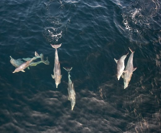 Hundreds of New Monthly Marine Mammal Data Products Reflect Recent Observations and Updated Modeling Methods