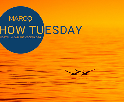 Video Rewind: Marine Life How Tuesday