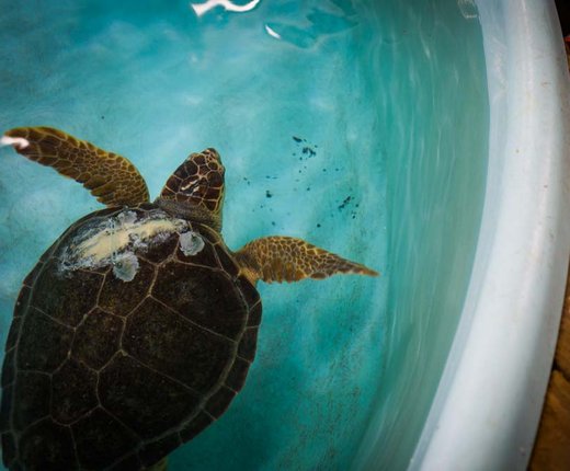 Maps Shows Sea Turtle Strandings by Species, Type, Season and Location