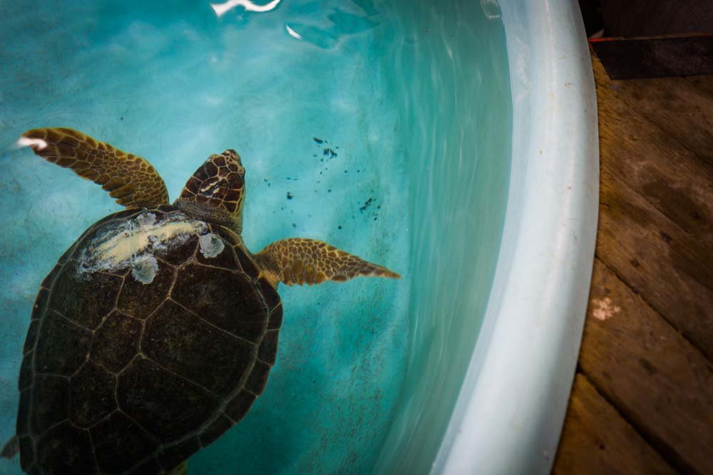 Sea Turtles