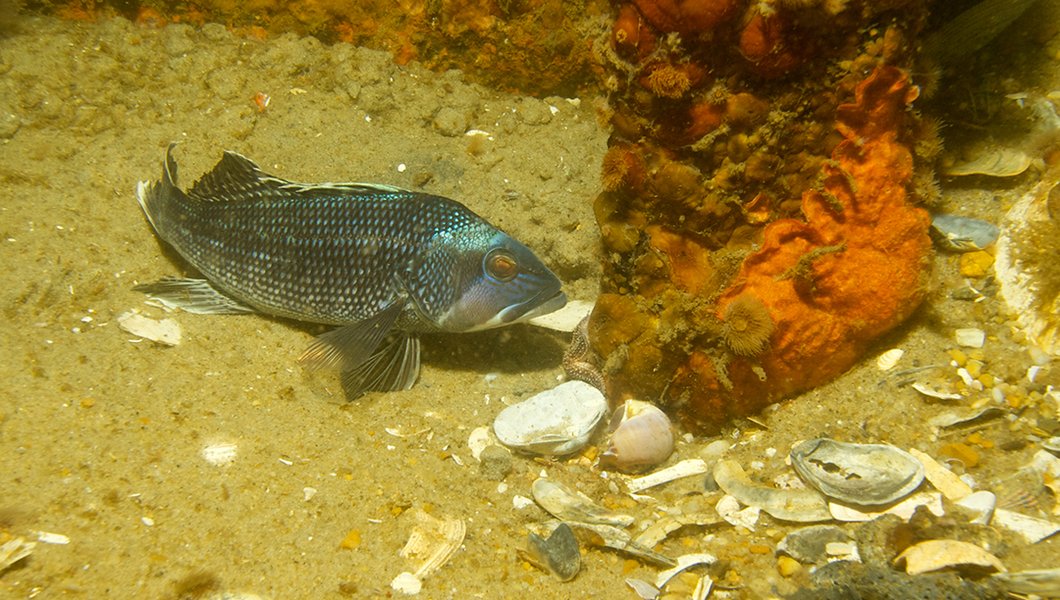 A black sea bass along the ocean floor