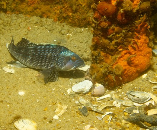 Updated and New Fish Abundance Data from Coastal Trawl Surveys