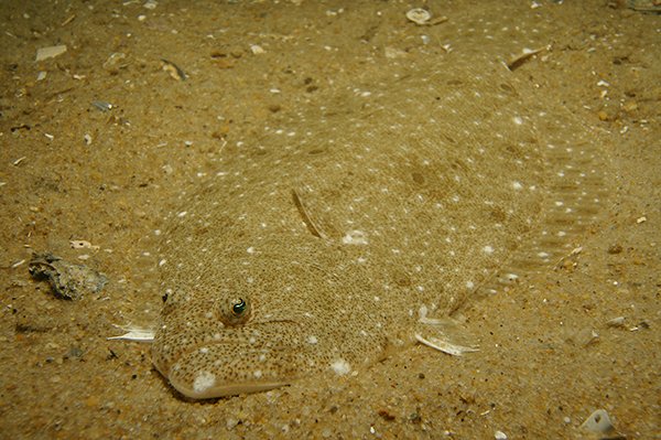 MAFMC EFH Amendment In-Person Hearing