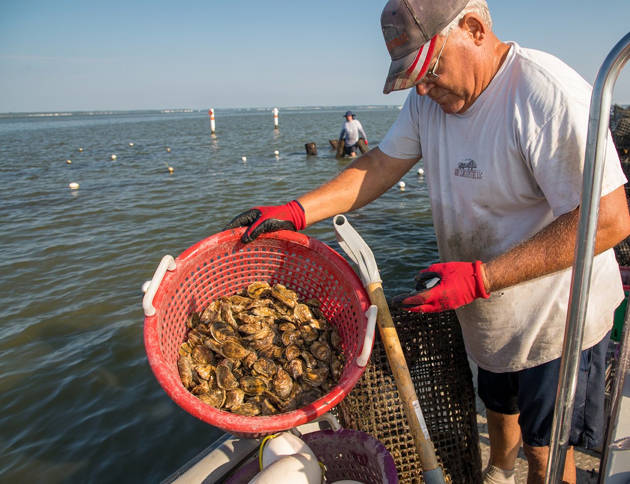 An aquaculture worker holding a basket of oysters