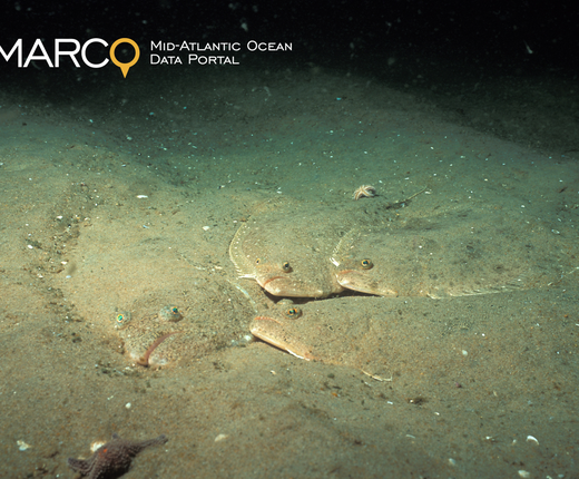 Video Rewind: Earth Day Shifting Species Webinar