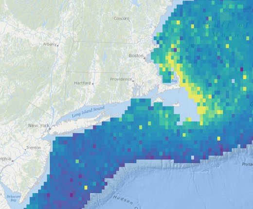 Marine Life Data Updated with New Maps, Recent Observations
