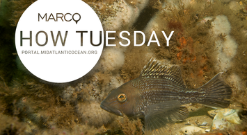 Watch Our January Webinar on Northeast Regional Marine Fish Habitat Assessment Data