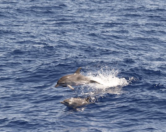 2025 Cape May Point Marine Science Symposium