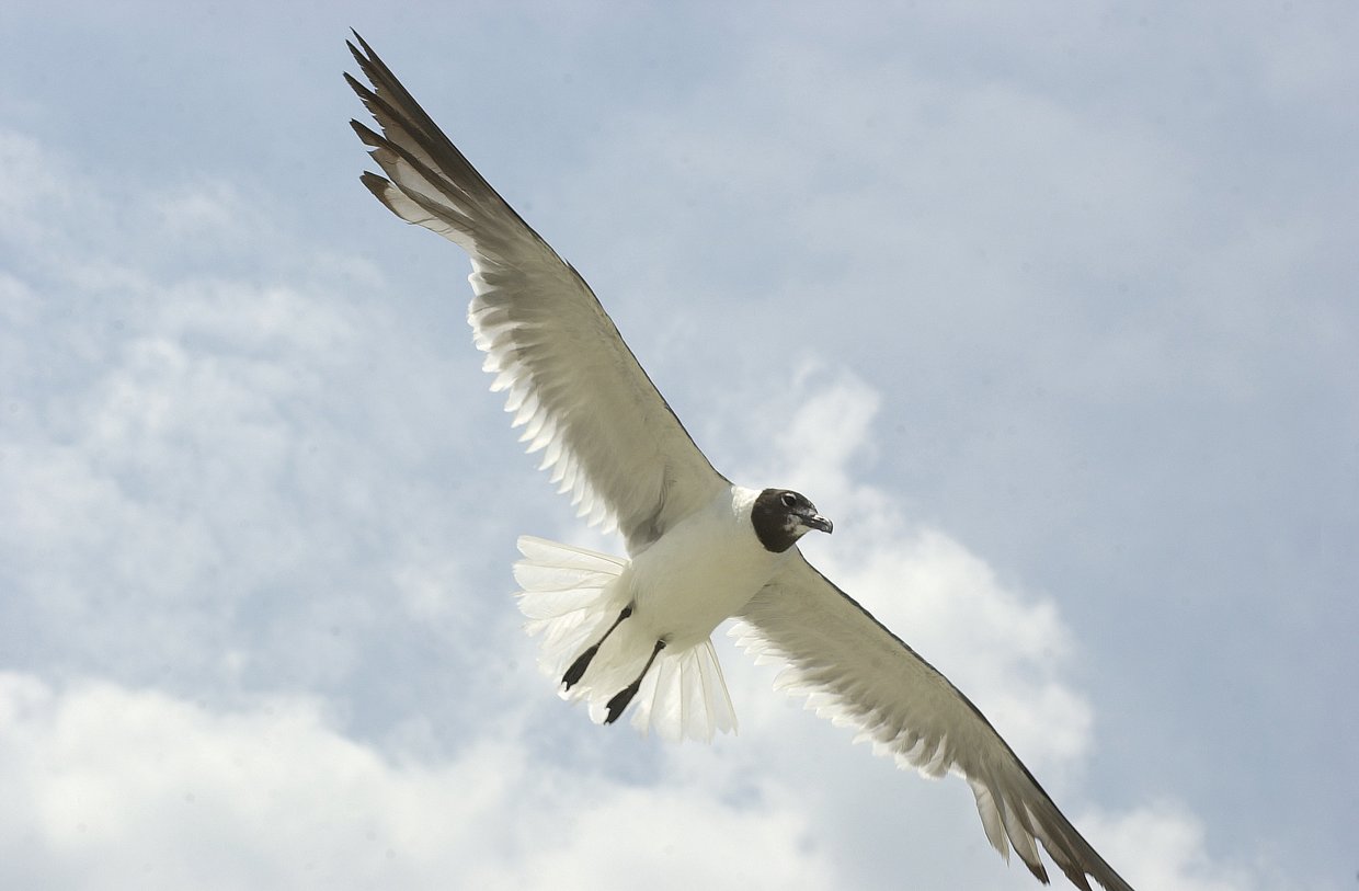 laughing gull