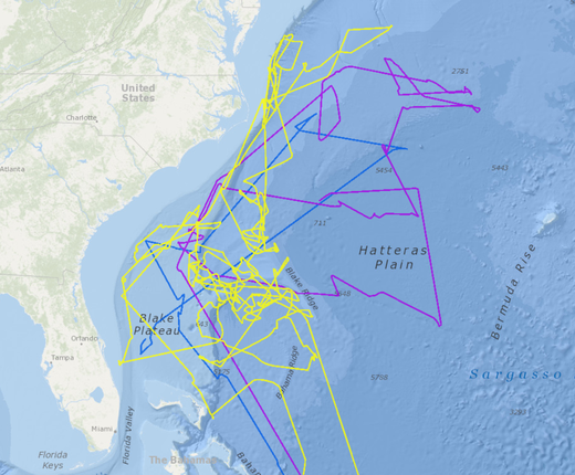 New Avian Movement Data Show Black-Capped Petrel Offshore Foraging Activity