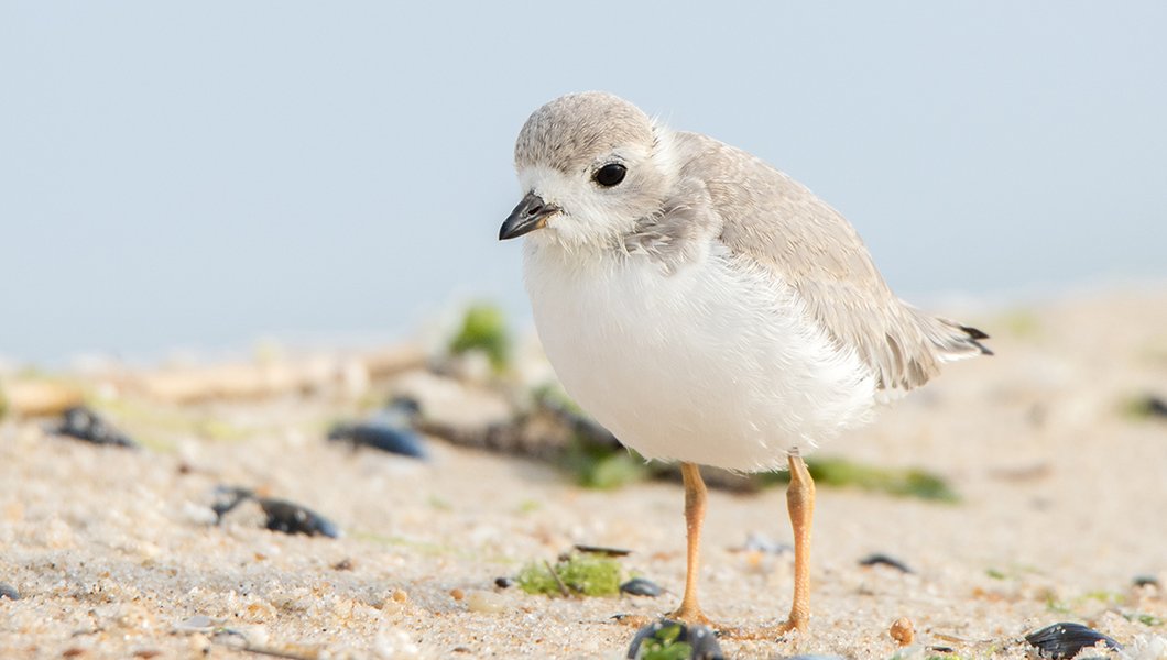 A juvenile piping plover