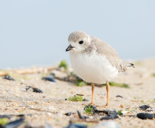 Maps Show Critical Habitat Areas for Shorebirds Including Red Knot, Piping Plover