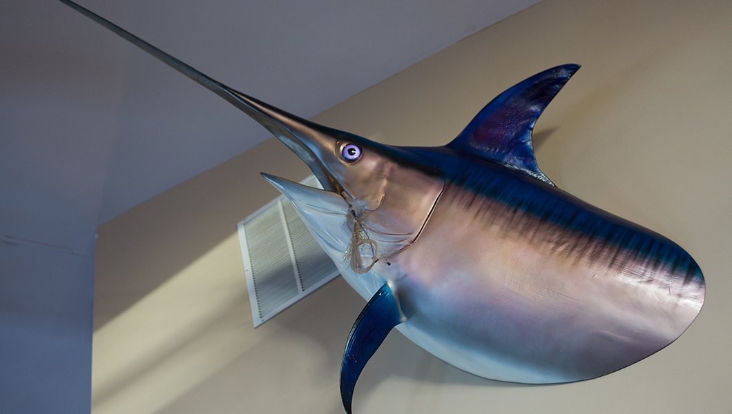 swordfish head