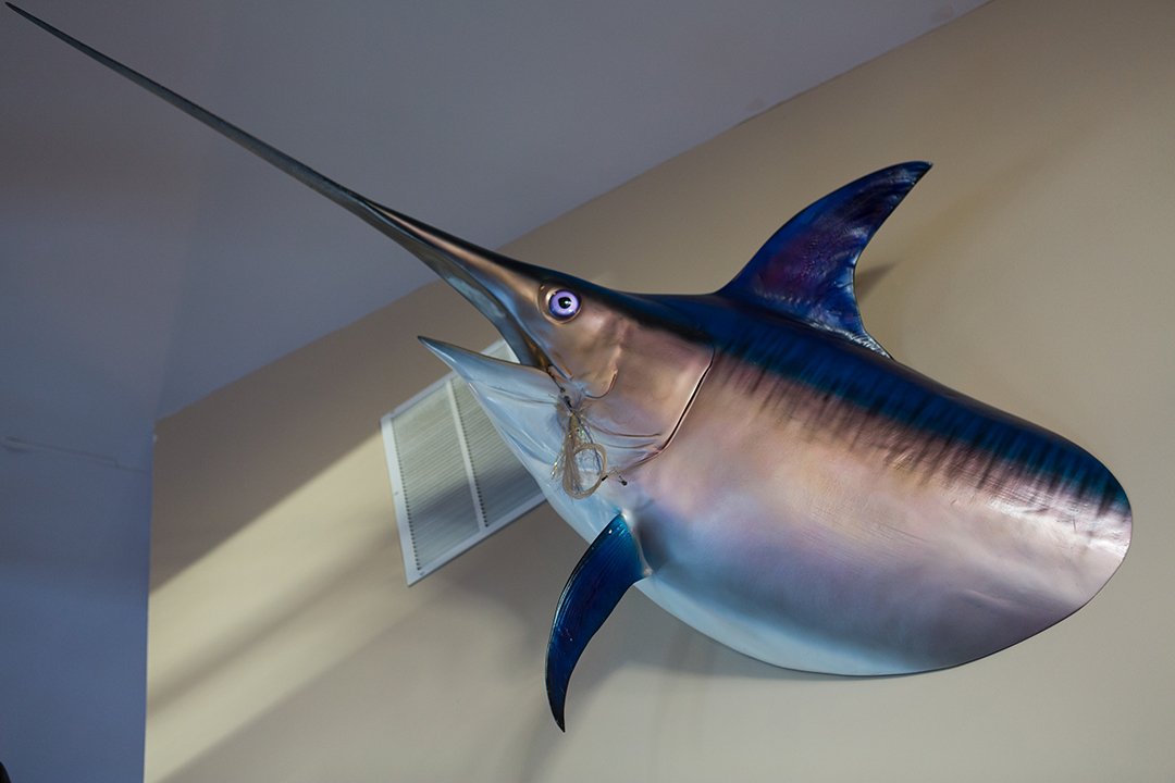 swordfish head