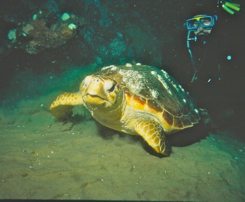 Maps Show Monthly Distributions of Loggerhead Sea Turtles