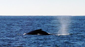 NY whale2