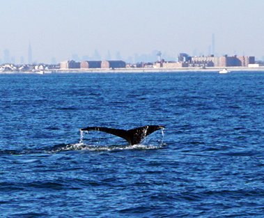 Marine Life Data Webinar: July 2019