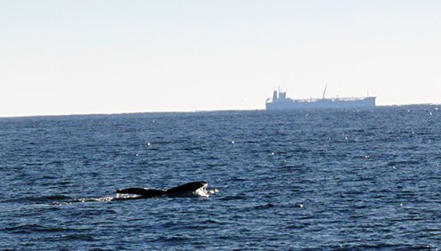 whale and ship