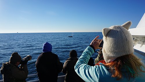 whale watchers